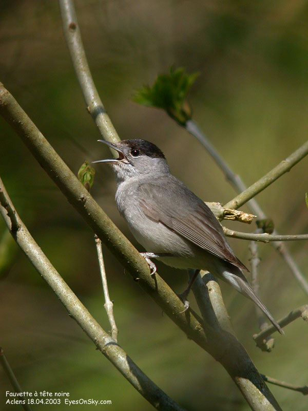 Nature/Birds/E-F/fauvette_a_tete_noire_DSCN9682.jpg
