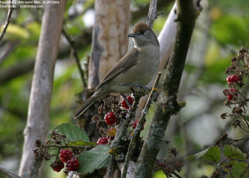 Nature/Birds/E-F/fauvette_a_tete_noire_IMG_6613.jpg
