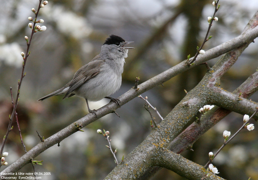 Nature/Birds/E-F/fauvette_atete_noire_IMG_9699.jpg