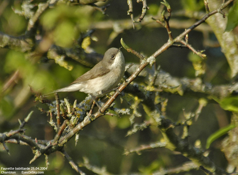 Nature/Birds/E-F/fauvette_babillarde_DSC_7308.jpg