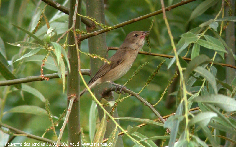 Nature/Birds/E-F/fauvette_des_jardins_Dscn4211.jpg
