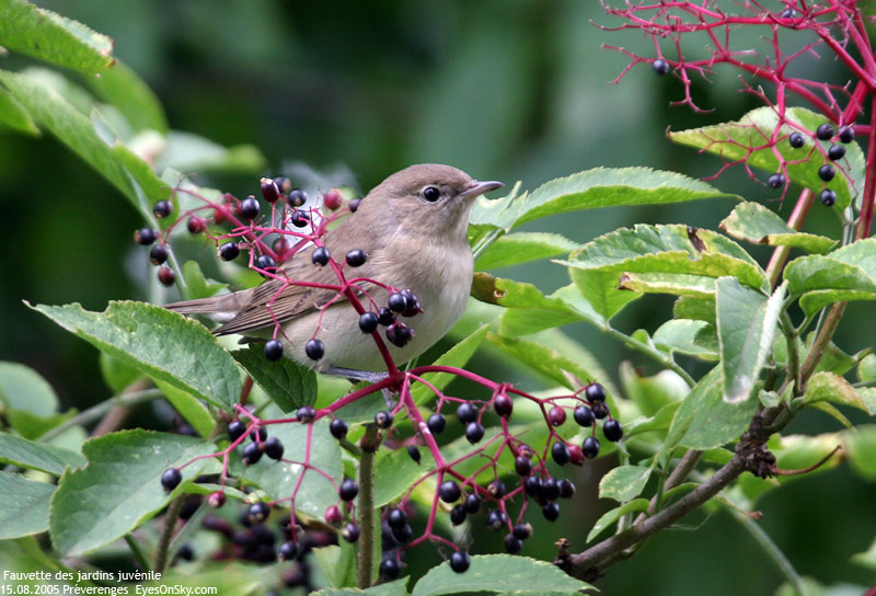 Nature/Birds/E-F/fauvette_des_jardins_IMG_5186.jpg