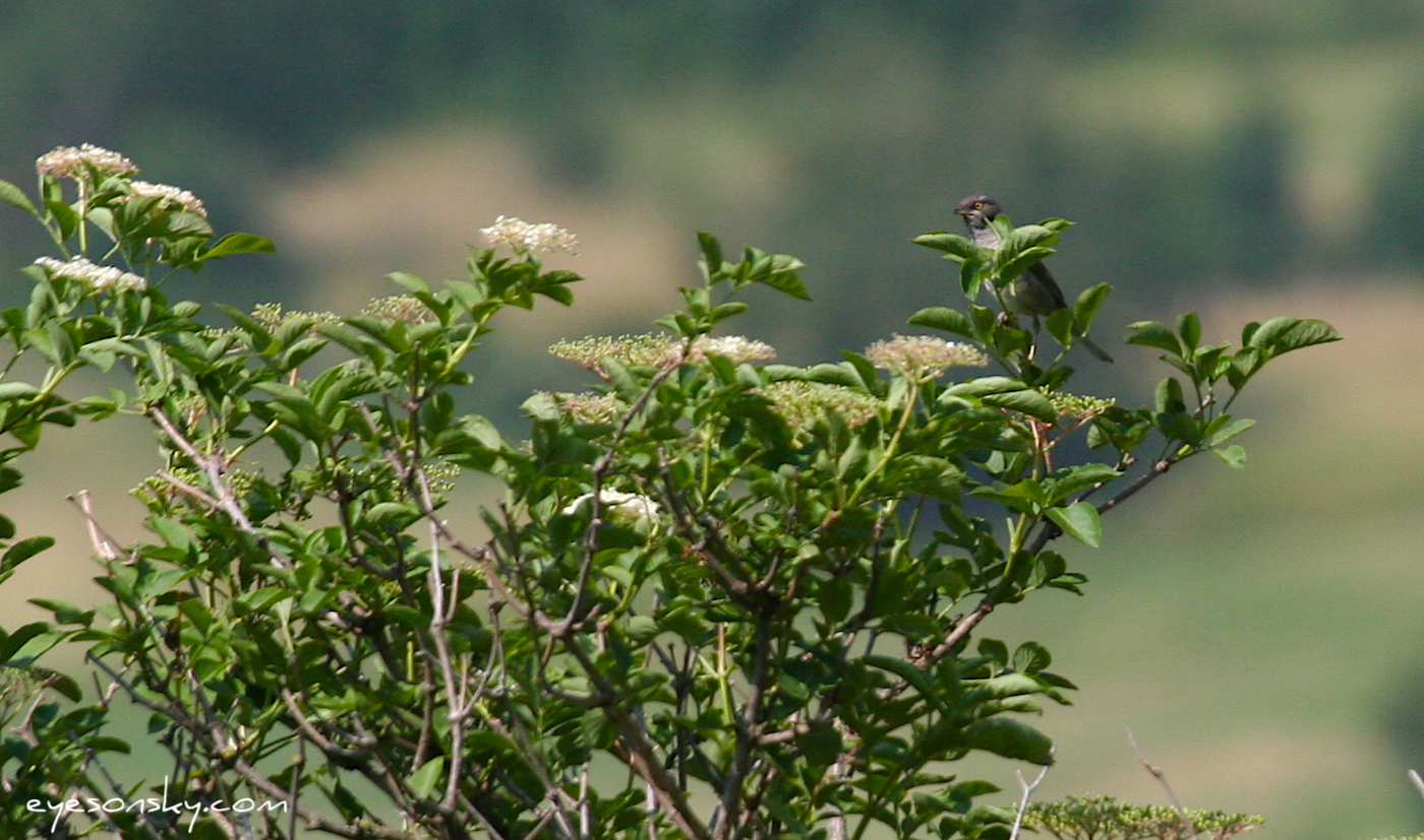 Nature/Birds/E-F/fauvette_eperviere_IMG_9694.jpg