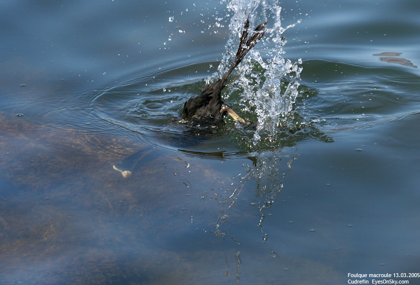 Nature/Birds/E-F/foulque_macroule_IMG_6212.jpg