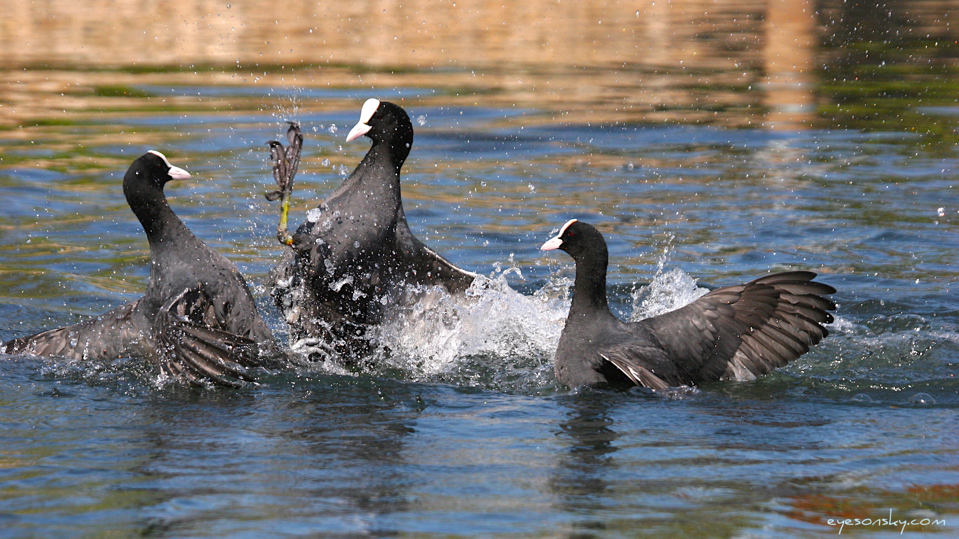 Nature/Birds/E-F/foulque_macroule_IMG_7068.jpg