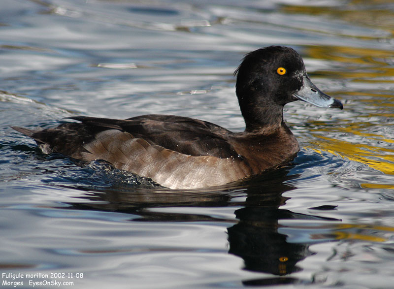Nature/Birds/E-F/fuligule_morillon_DSC_2353.jpg