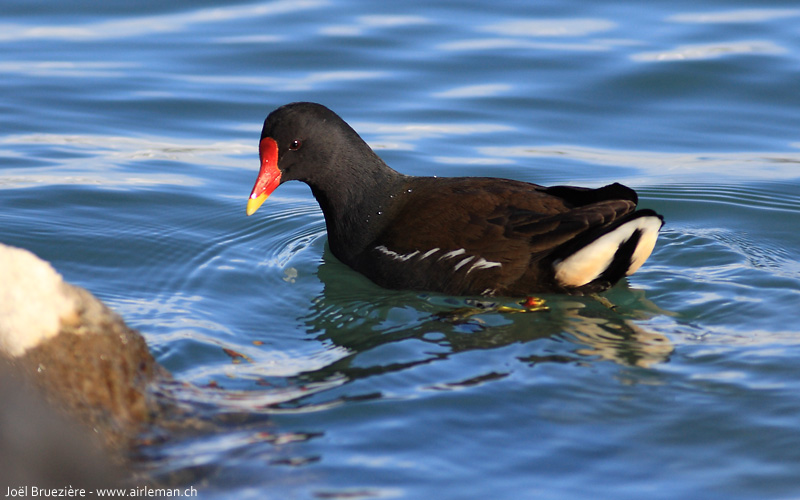 Nature/Birds/G/gallinule-poule-deau-IMG_5256.jpg