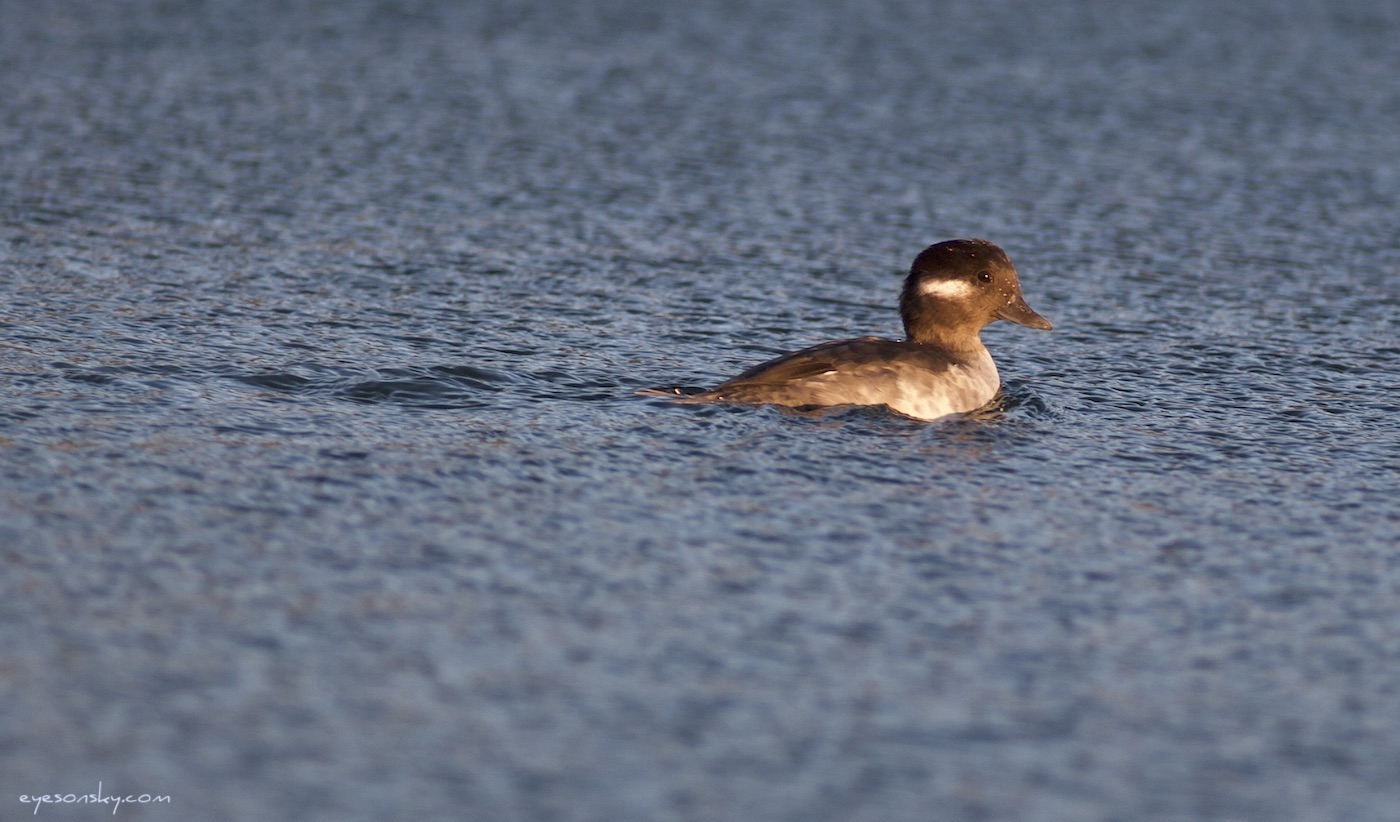 Nature/Birds/G/garrot-albeole-IMG_1560.jpg