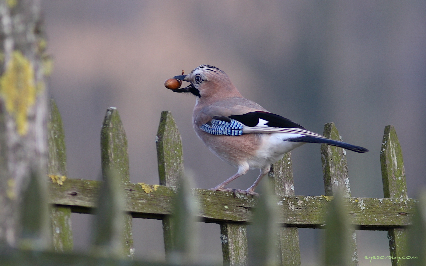 Nature/Birds/G/geai_des_chenes_IMG_9802.jpg