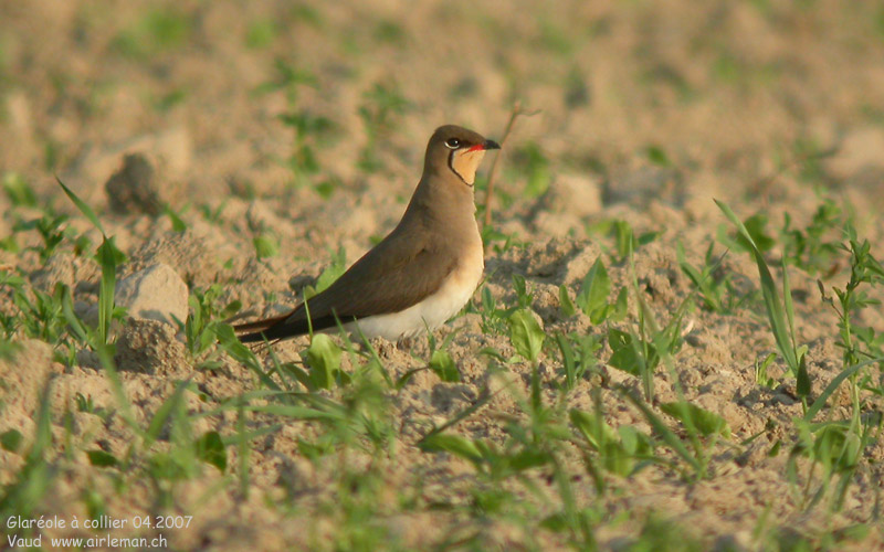 Nature/Birds/G/glareole-collier-DSCN9359.jpg