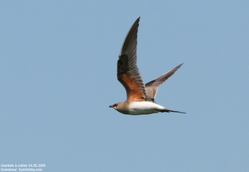 Nature/Birds/G/glareole_a_collier_IMG_7368.jpg