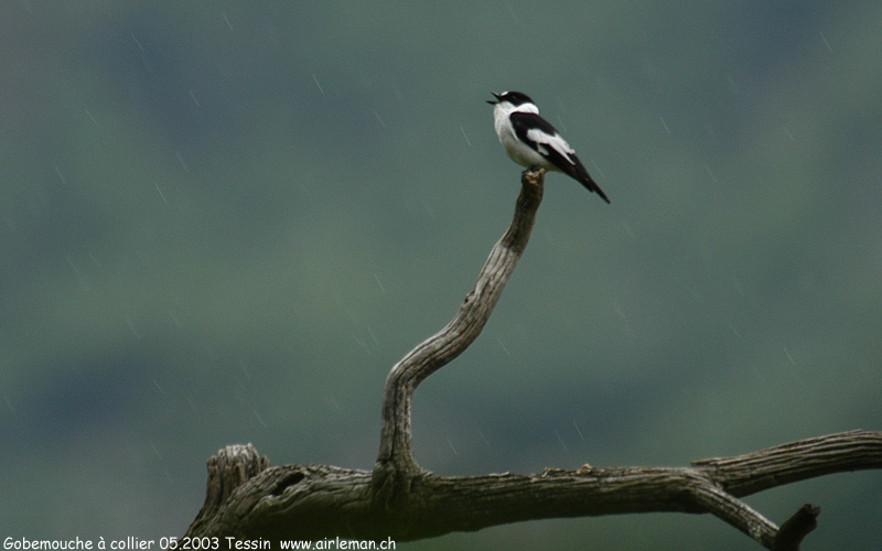 Nature/Birds/G/gobemouche-a-collier-DSC_0724old.jpg