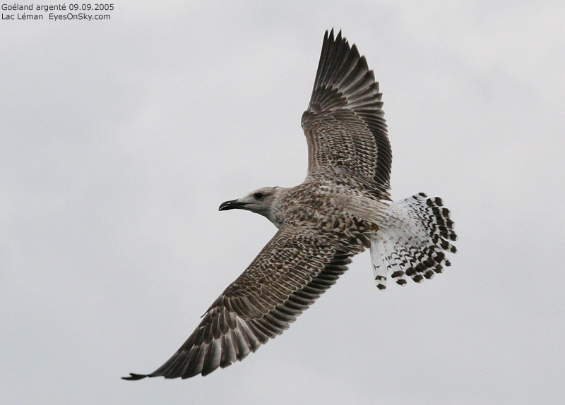 Nature/Birds/G/goeland_argente_IMG_6931.jpg