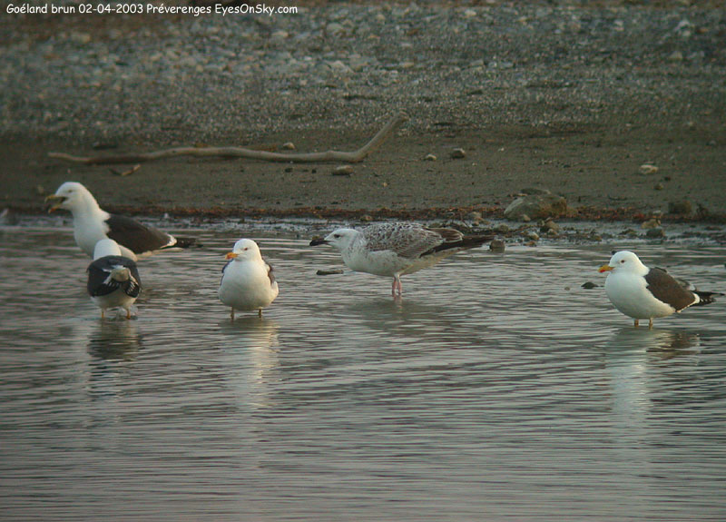 Nature/Birds/G/goeland_brun_DSCN9142.jpg