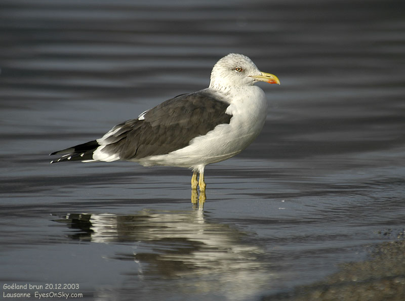 Nature/Birds/G/goeland_brun_DSC_4664.jpg