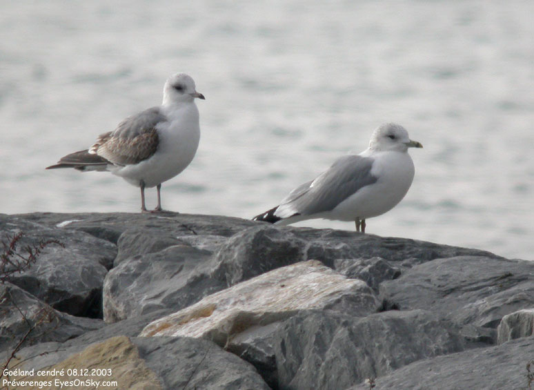 Nature/Birds/G/goeland_cendre_DSCN0286.jpg