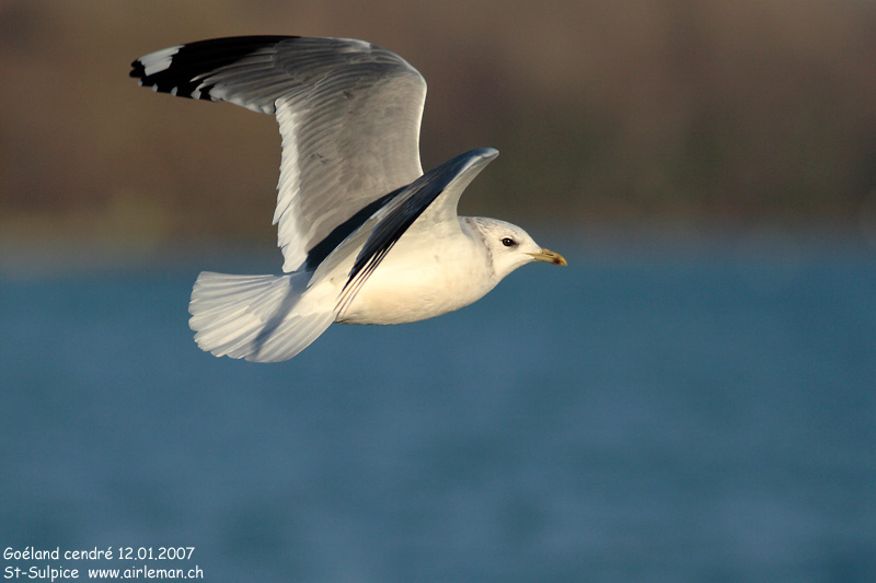 Nature/Birds/G/goeland_cendre_IMG_0463.jpg