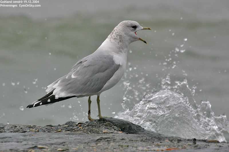 Nature/Birds/G/goeland_cendre_IMG_9629.jpg
