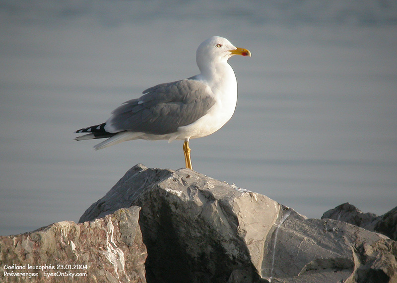 Nature/Birds/G/goeland_leucophee_DSCN1025.jpg