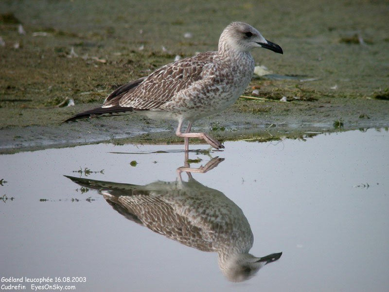 Nature/Birds/G/goeland_leucophee_DSCN9987.jpg