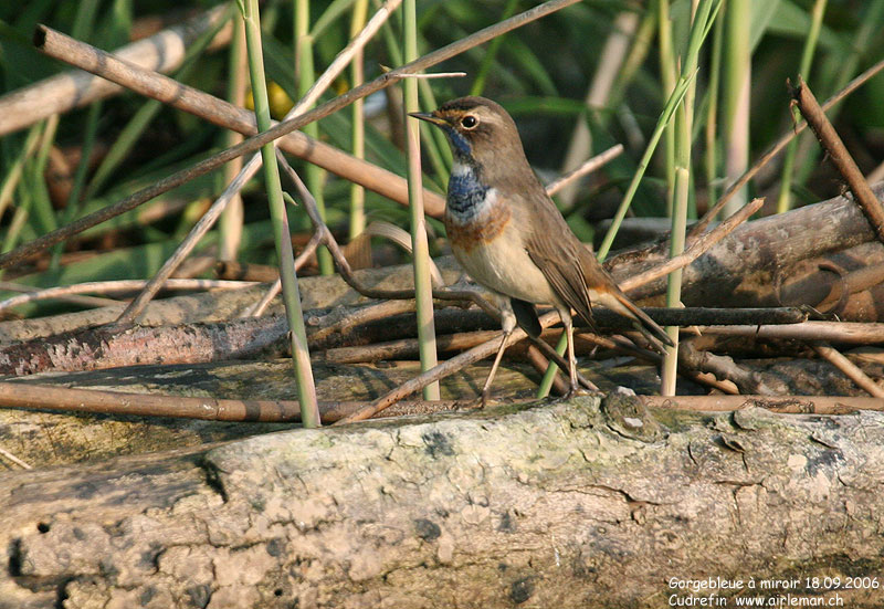 Nature/Birds/G/gorgebleue_a_miroir_IMG_5651.jpg