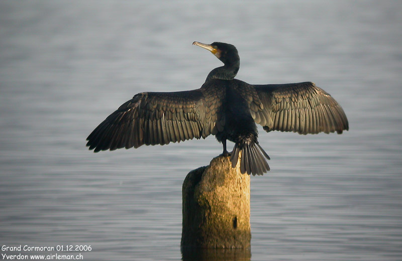 Nature/Birds/G/grand-cormoran_DSCN9148.jpg