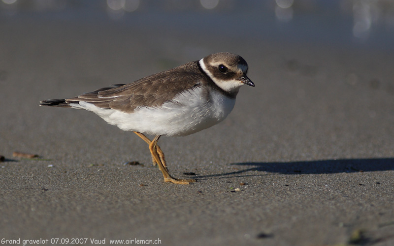 Nature/Birds/G/grand-gravelot-IMG_9577.jpg