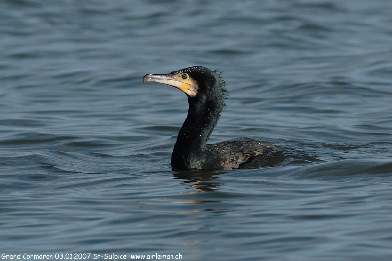 Nature/Birds/G/grand_cormoran_IMG_0230.jpg