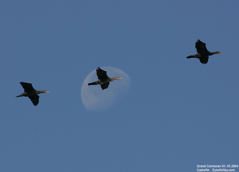 Nature/Birds/G/grand_cormoran_IMG_6813.jpg