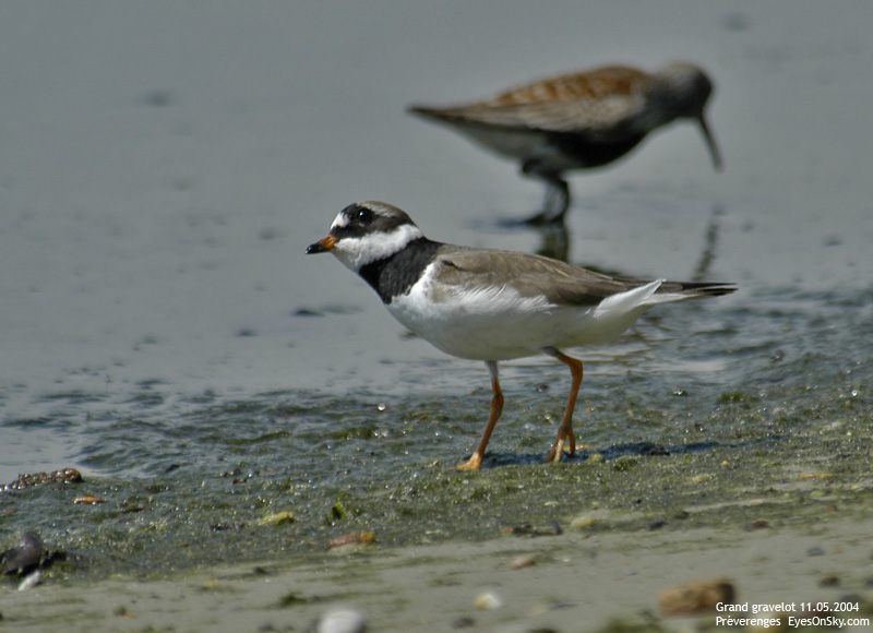 Nature/Birds/G/grand_gravelot_DSC_8422.jpg