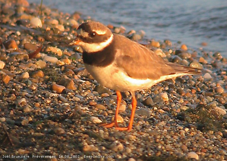 Nature/Birds/G/grand_gravelot_Dscn6377.jpg