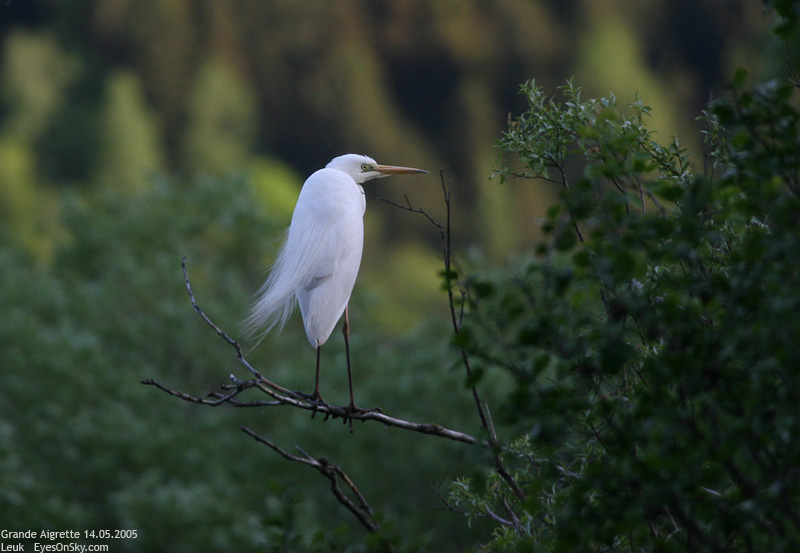 Nature/Birds/G/grande_aigrette_IMG_5052.jpg