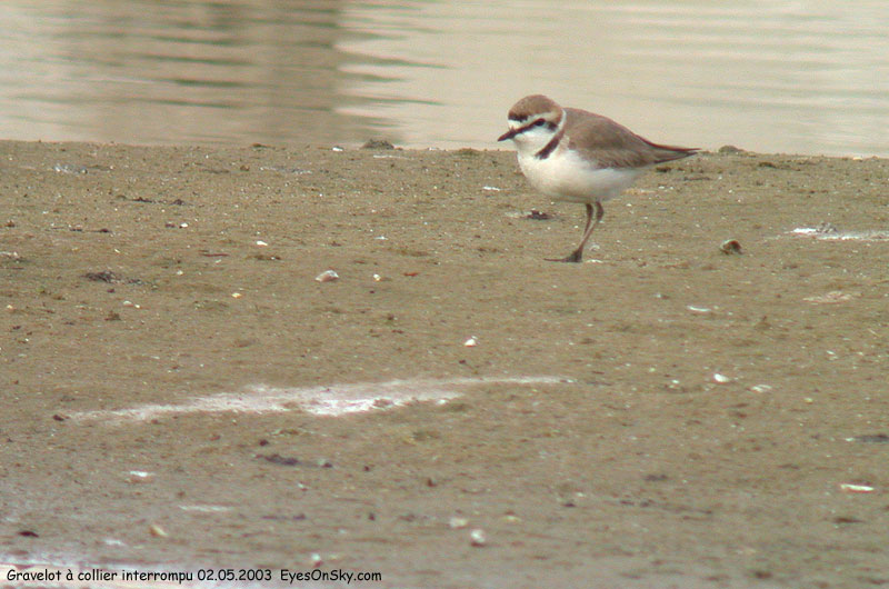 Nature/Birds/G/gravelot_a_collier_interrompu_DSCN9514.jpg