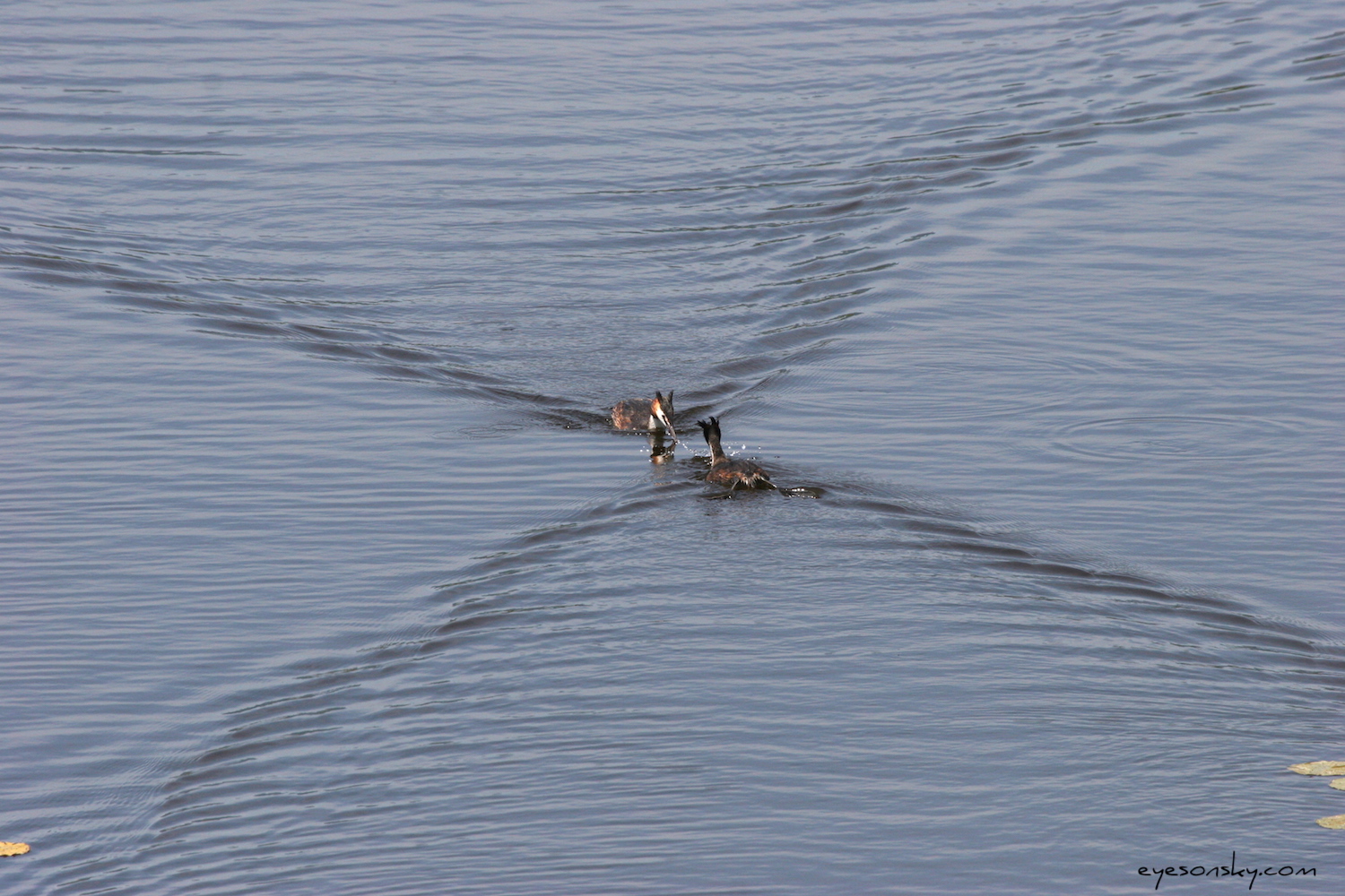 Nature/Birds/G/grebe-huppe-IMG_9306.jpg