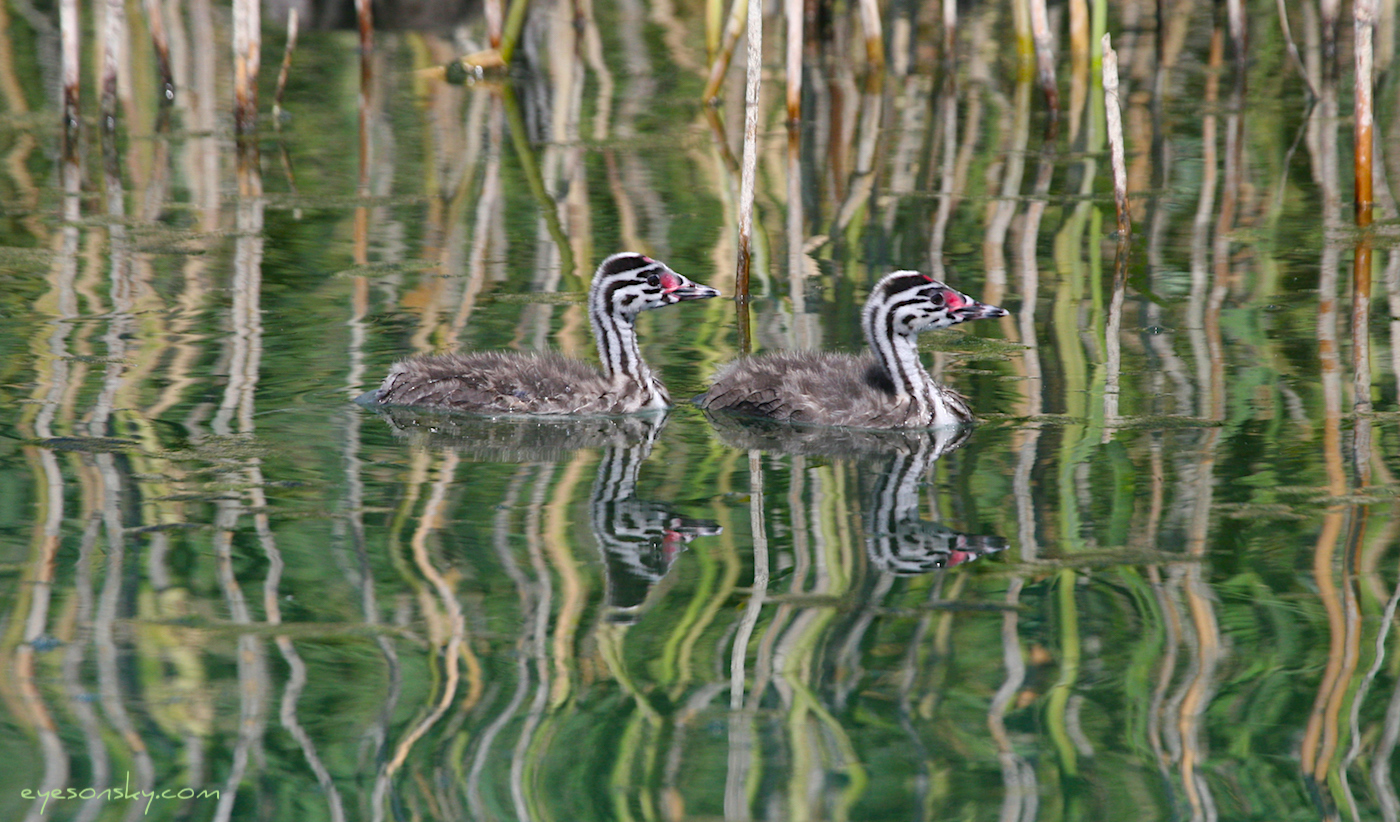 Nature/Birds/G/grebe-huppe-IMG_9467.jpg
