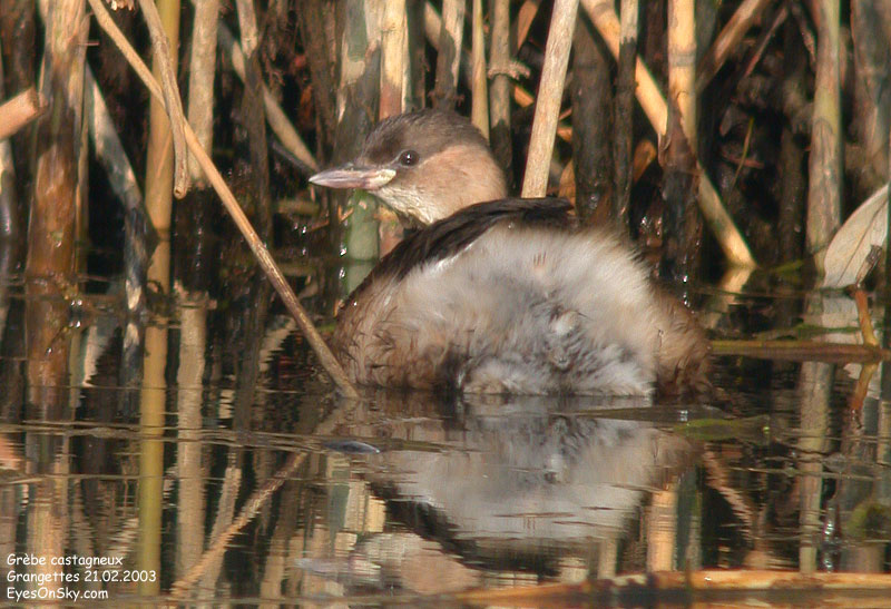 Nature/Birds/G/grebe_castagneux_DSCN8261.jpg