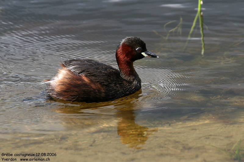 Nature/Birds/G/grebe_castagneux_IMG_0359.jpg