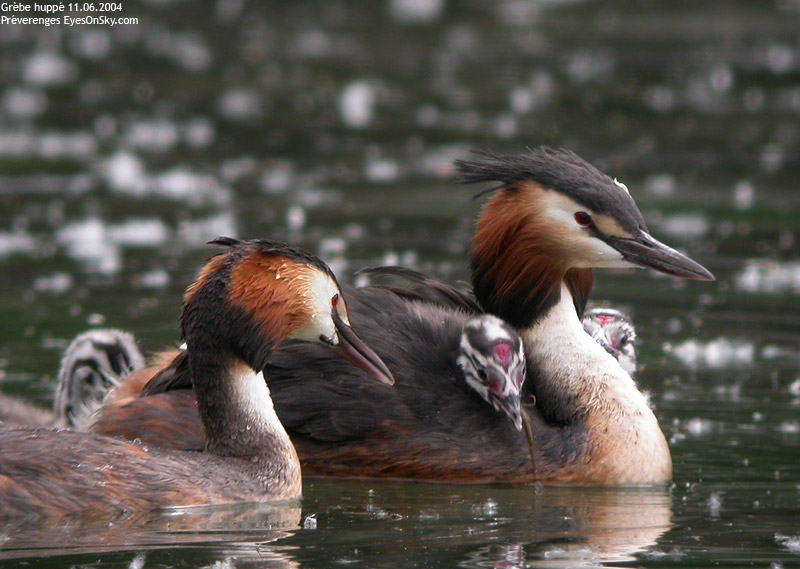 Nature/Birds/G/grebe_huppe_DSCN5676.jpg