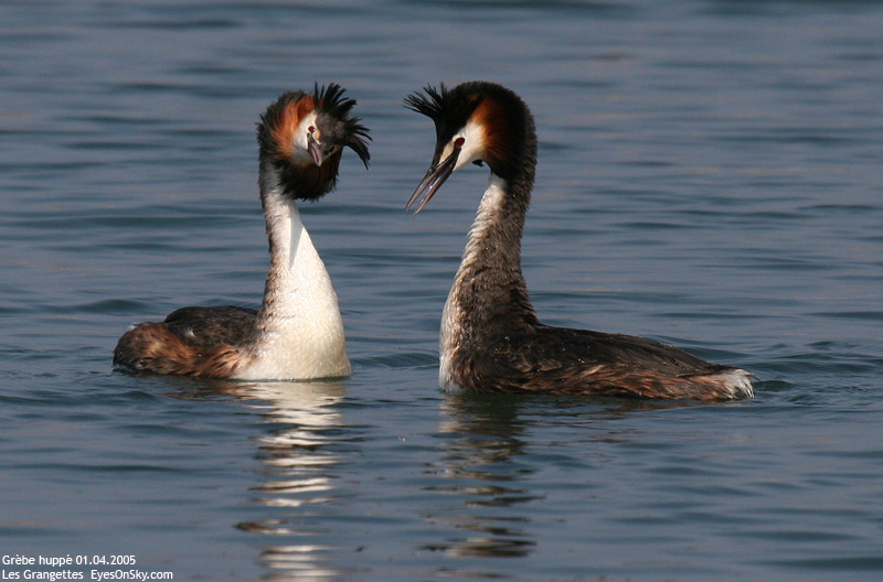 Nature/Birds/G/grebe_huppe_IMG_8333.jpg