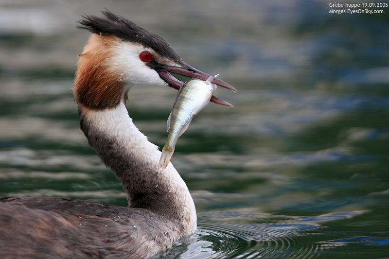Nature/Birds/G/grebe_huppe_IMG_9336.jpg
