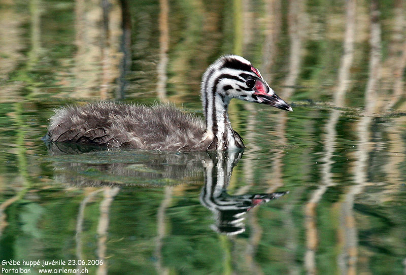 Nature/Birds/G/grebe_huppe_IMG_9473.jpg