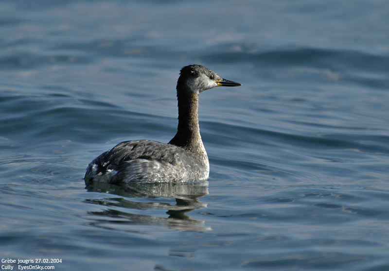 Nature/Birds/G/grebe_jougris_DSC_6107.jpg