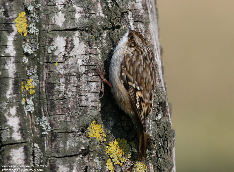 Nature/Birds/G/grimpereau_des_bois_IMG_4105.jpg
