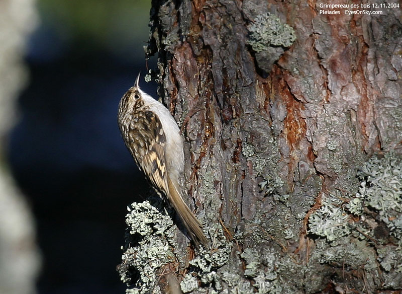 Nature/Birds/G/grimpereau_des_bois_IMG_8471.jpg