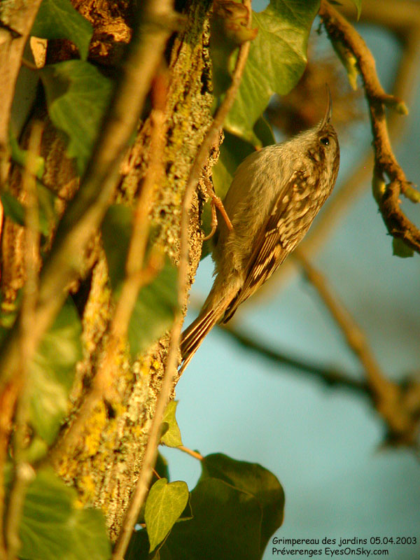 Nature/Birds/G/grimpereau_des_jardins_DSCN9326.jpg