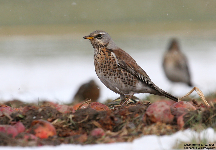 Nature/Birds/G/grive_litorne_IMG_4646.jpg