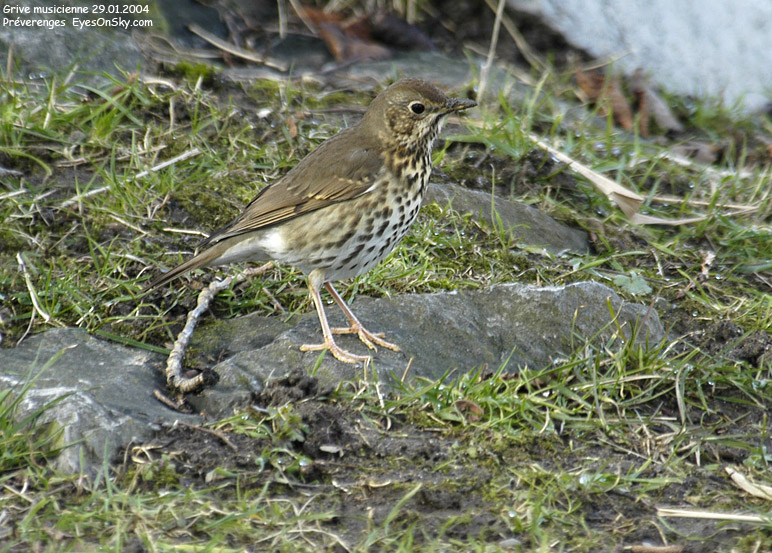 Nature/Birds/G/grive_musicienne_DSC_5353.jpg