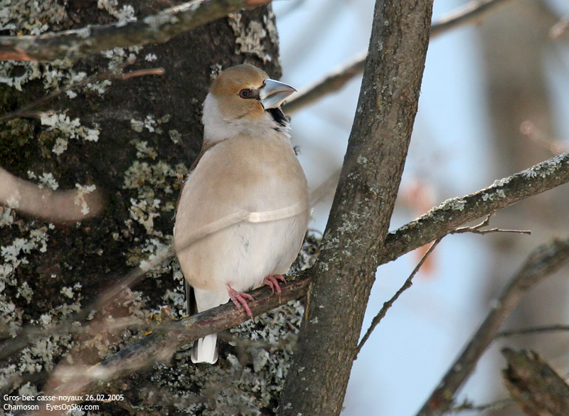 Nature/Birds/G/gros-bec_casse-noyaux_IMG_4503.jpg