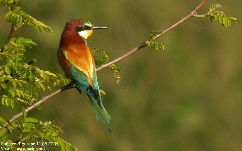 Nature/Birds/G/guepier-deurope-DSCN4811.jpg