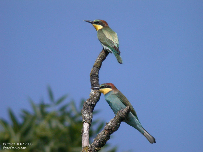 Nature/Birds/G/guepier_deurope_DSCN0229-236.jpg